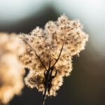 산양삼 씨앗 재배 방법 알아보자